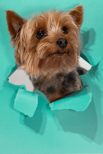 istock Yorkshire Terrier Pokes Through Torn Paper With an Inquisitive Expression in a Colorful Setting 2221639657