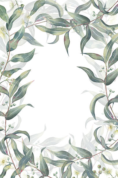 istock Watercolor illustration of a delicate eucalyptus frame on a white background. Eucalyptus leaves and flowers hand drawn for invitations, cards, branding, or nature-themed designs 2221640578