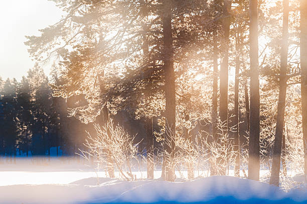 Sunlight breaks through the frost-covered trees in a Norwegian forest during winter. The snow blankets the ground, providing a tranquil setting filled with soft light and shadows.