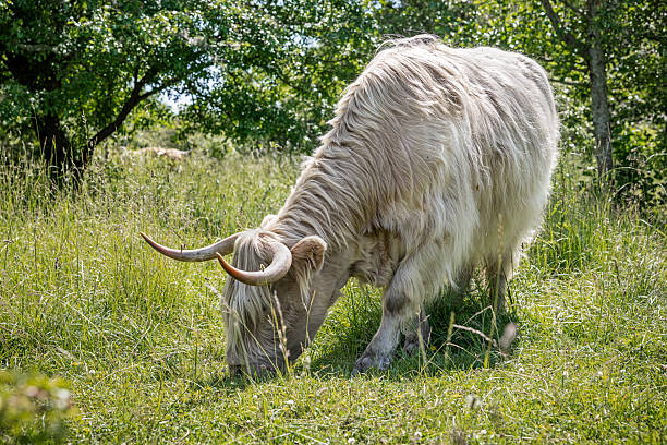 Scottish Highland cattle are usually kept for their high-quality meat, but in recent years they’ve also been used for nature restoration thanks to their hardiness and peaceful temperament. This photo was taken at Amager Fælled, a popular nature area just 20 minutes from downtown Copenhagen, the capital of Denmark.