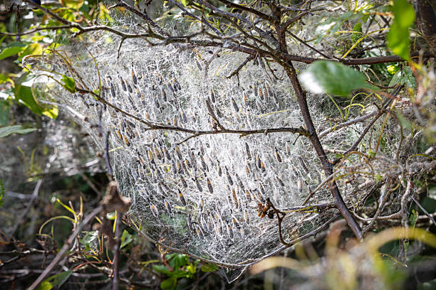 In the past, insects like these would have been controlled with pesticides, but today they are recognized as an important part of the ecosystem. This photo was taken at Amager Fælled, a popular nature area just 20 minutes from downtown Copenhagen, the capital of Denmark.