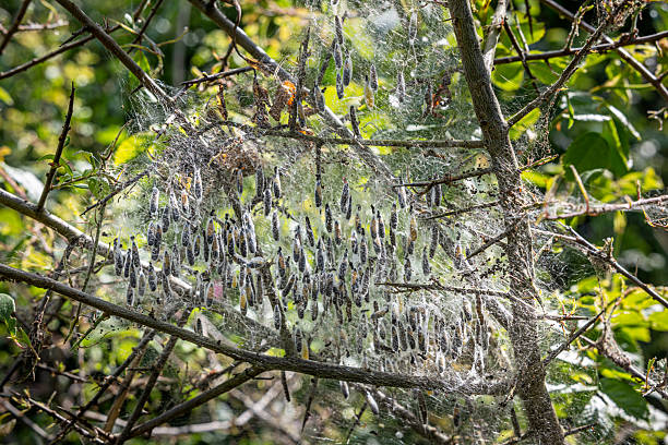 In the past, insects like these would have been controlled with pesticides, but today they are recognized as an important part of the ecosystem. This photo was taken at Amager Fælled, a popular nature area just 20 minutes from downtown Copenhagen, the capital of Denmark.