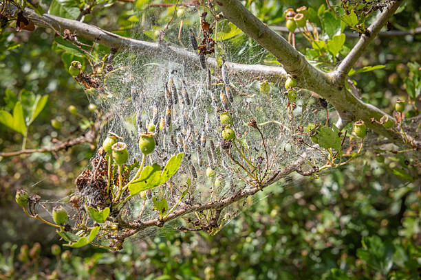 In the past, insects like these would have been controlled with pesticides, but today they are recognized as an important part of the ecosystem. This photo was taken at Amager Fælled, a popular nature area just 20 minutes from downtown Copenhagen, the capital of Denmark.