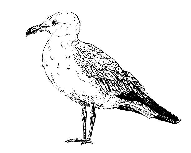A seagull, common gull, mew, tern. The bird stands upright, facing left. Detailed black and white vector illustration. Hand drawn line art in sketch style. Isolated on white background. For cards, clip art, packages.
