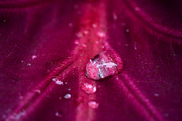 The photograph reveals a scene of great delicacy: perfectly spherical water droplets rest on a leaf in purple and garnet hues, capturing the ambient light. Each drop, like a crystal pearl, acts as a tiny lens, reflecting the surrounding silhouettes and amplifying the details of the leaf's surface. This macro highlights the richness of textures invisible to the naked eye, transforming a simple wet leaf into a miniature landscape.The shallow depth of field isolates a few sharp drops against a blurred background, accentuating their purity and brilliance. The soft light reflected off them evokes the calm of a tropical morning after the rain. This shot, taken in Banlung, Cambodia, highlights the discreet poetry of nature when we take the time to get close to it.It is an invitation to slow down, to observe the small things, to see the world with the eyes of contemplation. Beauty here lies in just a few millimeters of water and light.