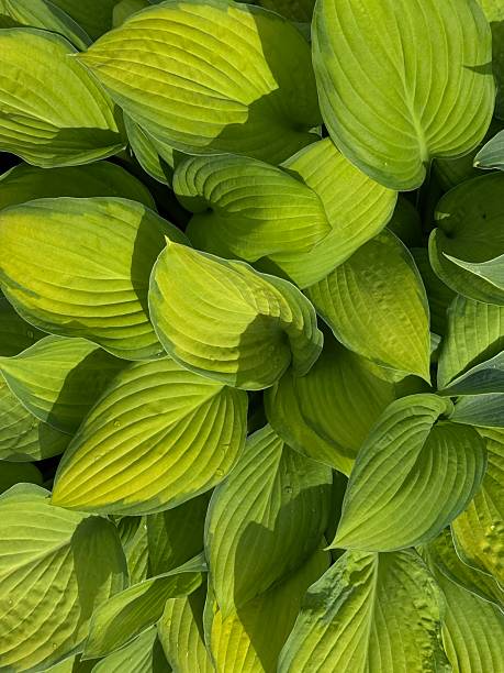 istock Vibrant Hosta leaves are illuminated by beautiful natural light in their environment 2221650023