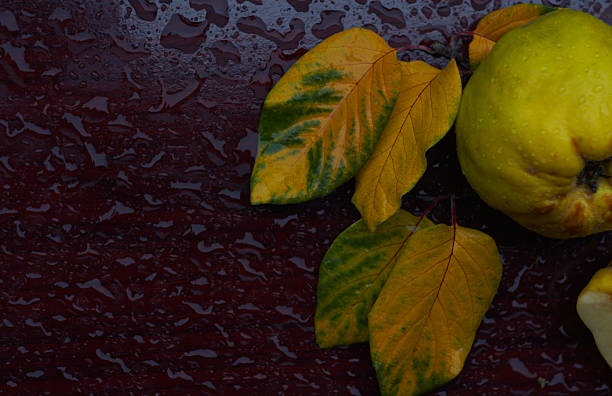 quince and leaves on the table, a drop of water on the fruit