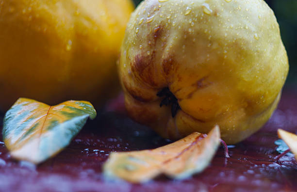 quince and leaves on the table, a drop of water on the fruit