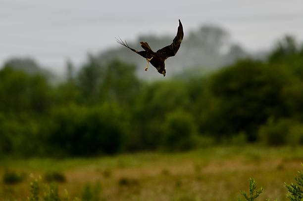istock Western Marsh Harrier bird of prey in flight 2221653669