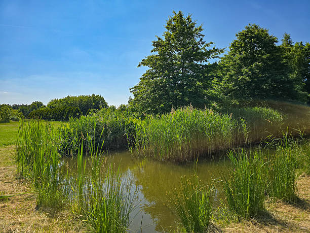istock Peaceful Forest Landscape with Lush Greenery and Natural Light 2221655110