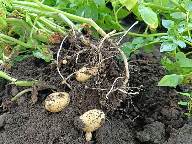 istock season of digging potatoes from open ground 2221655487