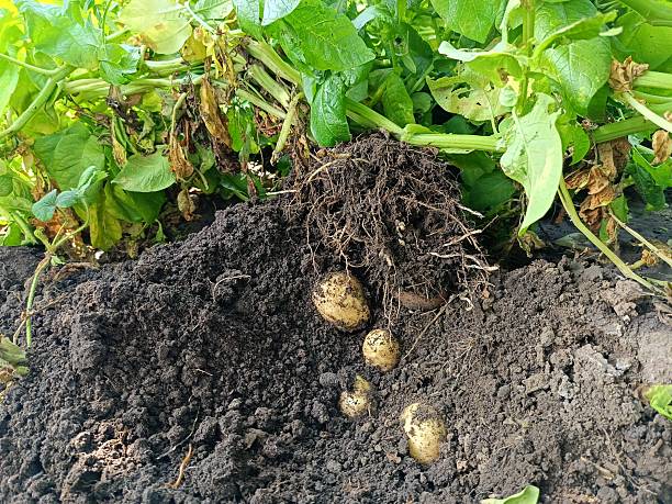 istock season of digging potatoes from open ground 2221655489