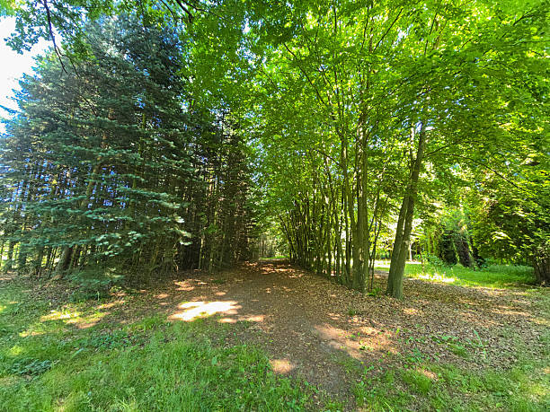 istock Peaceful Forest Landscape with Lush Greenery and Natural Light 2221655901