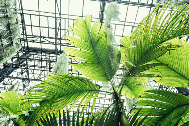 Close up of palm leaf next to old window. Abstract minimal interior design background decor template mockup. Concept of ecology exotic plant. Warm tan sunlight shadows through green window. Aesthetic Green plants in botanical garden indoor