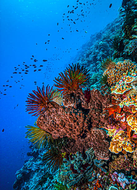 istock Coral reef South Pacific, North Sulawesi 2221656985