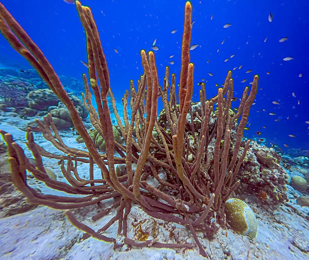 istock Caribbean coral garden, Bonaire underwater 2221657016