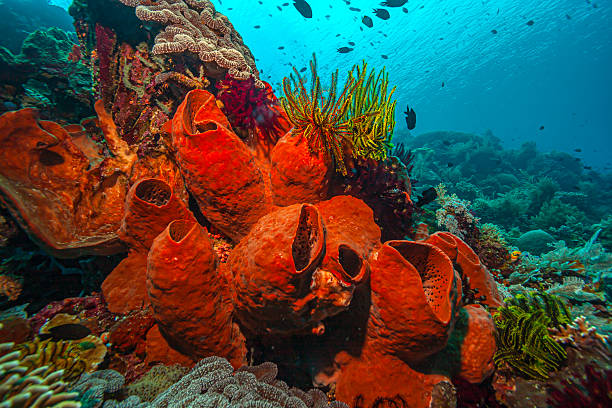 Coral reef in South Pacific off coast of North Sulawesi