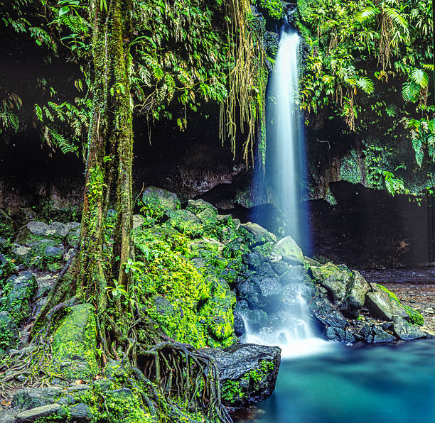 istock Emerald pool and waterfalls, Dominica 2221657292