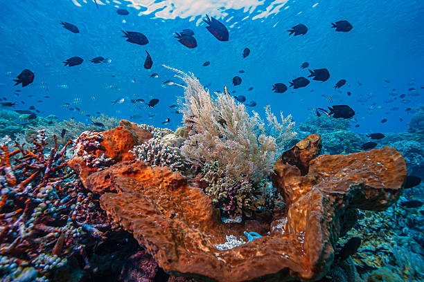 istock Coral reef South Pacific, North Sulawesi 2221657311