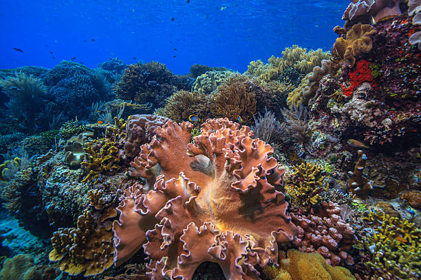 Coral reef in South Pacific off coast of North Sulawesi