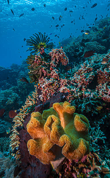 istock Coral reef South Pacific, North Sulawesi 2221657723