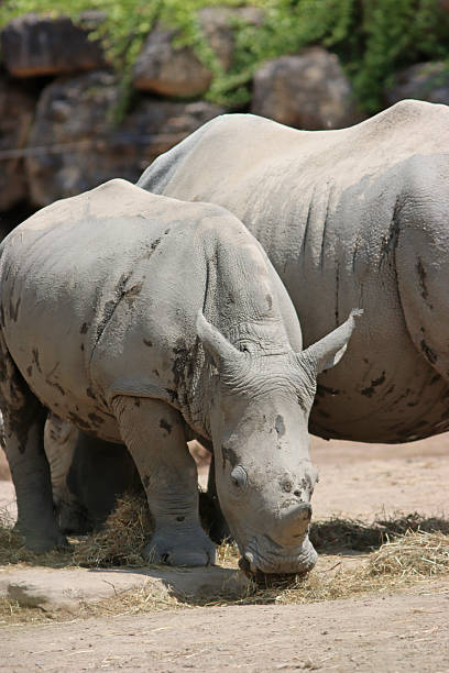 istock Young rhinoceros 2221658338