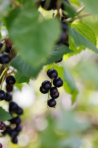 Fruits of the Amelanchier, (also known as shadbush, shadwood or shadblow, serviceberry or sarvisberry, or just sarvis, juneberry, saskatoon, sugarplum or wild-plum, and chuckley pear), is a genus of about 20 species of deciduous-leaved shrubs and small trees in the Rose family (Rosaceae).