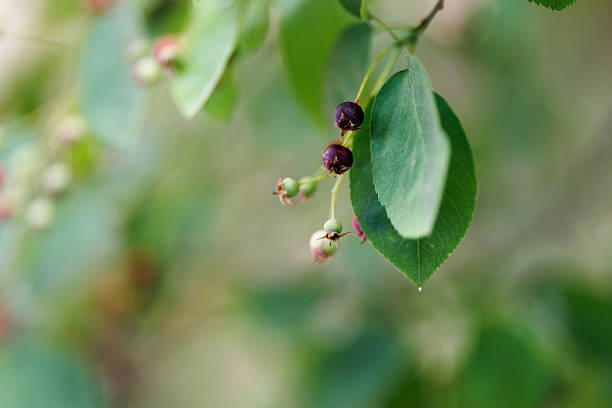 Fruits of the Amelanchier, (also known as shadbush, shadwood or shadblow, serviceberry or sarvisberry, or just sarvis, juneberry, saskatoon, sugarplum or wild-plum, and chuckley pear), is a genus of about 20 species of deciduous-leaved shrubs and small trees in the Rose family (Rosaceae).