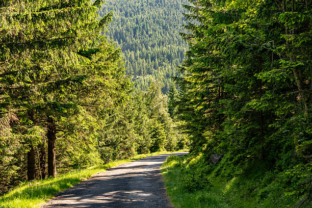 istock Mountain road curving through dense coniferous forest on summer day, peaceful hiking route 2221662196