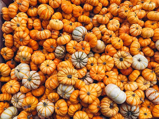 Pile of orange and white pumpkins