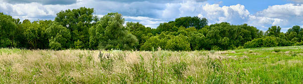 istock Panoramic view of a summer meadow with tall grass and dense green trees under a dramatic sky. 2221662413