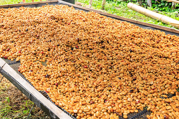 istock coffee beans dried by natural sunlight on the shelf. 2221663920
