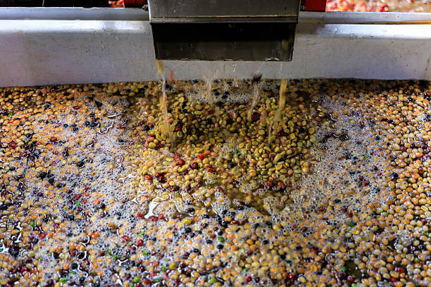 Freshly Harvested Coffee Being Pulped in a Coffee Processing Facility and fall into the container. small business in community at chiang mai thailand.