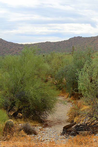 istock Arizona Desert Arroyo 2221664684