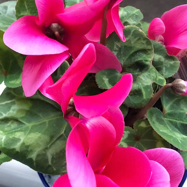 istock Pink flowers in the garden 2221665437