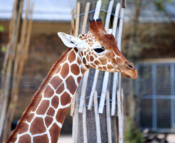 istock Reticulated Giraffe close up 2221673061