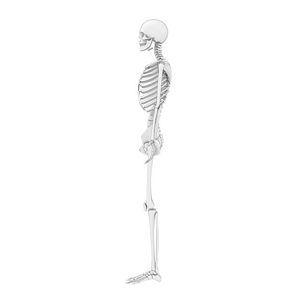 Lateral or profile view of accurate human skeletal system with skeleton bones of adult male isolated on white background 3D rendering illustration. Anatomy, medical, science, osteology concept.