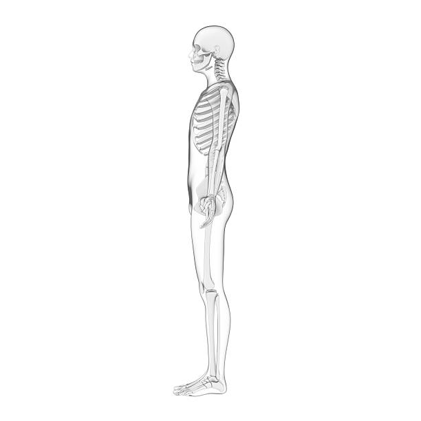 3d rendered illustration of a human body, skeleton.