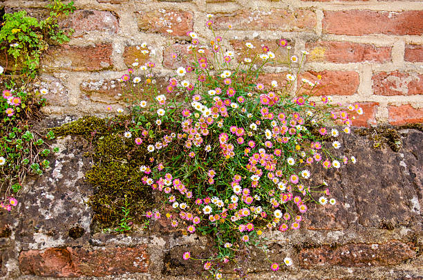 istock Daisies on the city wall 2221674133