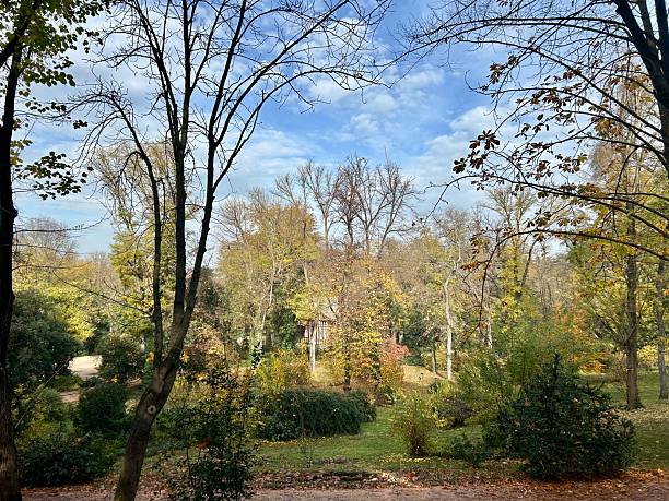 istock Tall Trees in a Sunlit Autumn Park 2221675474