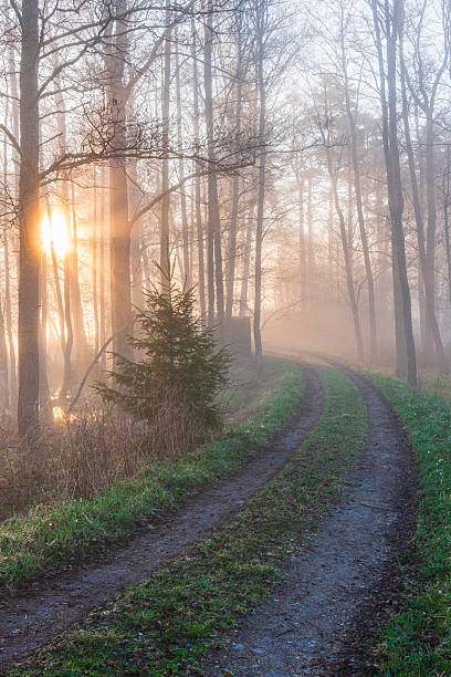 Sunlight filters through trees on a misty morning, creating a serene atmosphere along a winding path in the forest. The scene evokes tranquility and connection with nature.
