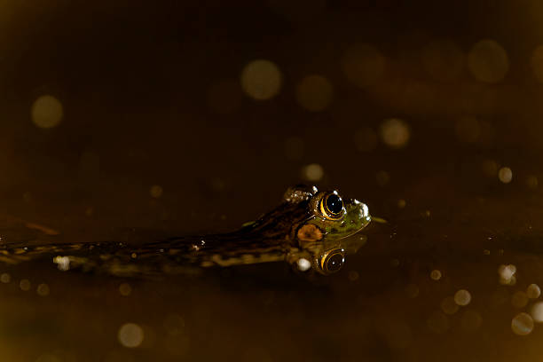 Frog in the pond in the moonlight