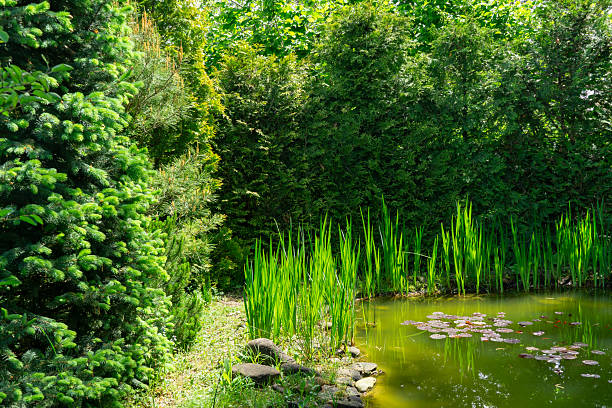 Serene garden pond surrounded by lush greenery, with tall grasses and dense foliage creating tranquil natural scene