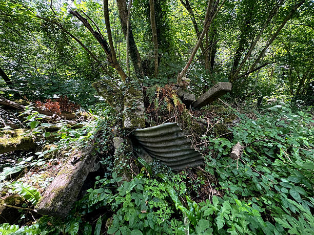 Overgrown rubbish dumped in woodland