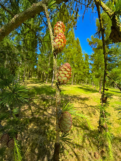 istock Evergreen Conifer Trees in Natural Forest Setting 2221681616
