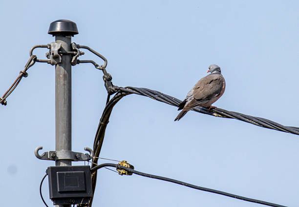 Common Wood Pigeon, Columba palumbus on an electric line.
