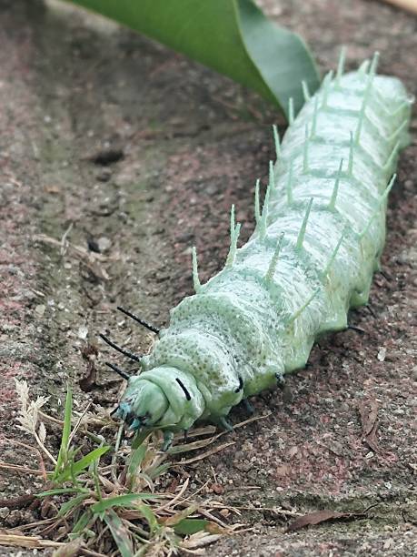 istock Atlas Caterpillar 2221682526