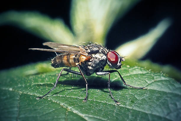 istock Hydrophoria silvicola Root-Maggot Fly Insect 2221682600