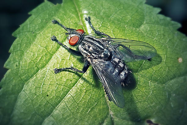 Sarcophaga carnaria Common Flesh Fly Insect. Digitally Enhanced Photograph.