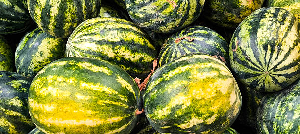 istock Fresh watermelon from the orchard. Agricultural products. 2221683626